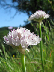 Allium amplectens