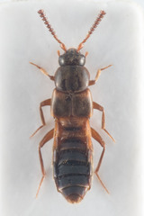 Pella limbata