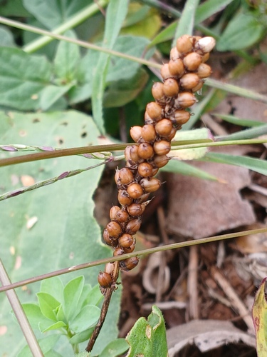 greater plantain