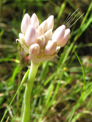 Allium amplectens