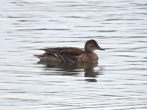 Garganey