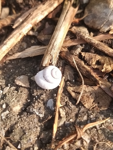 Round-mouthed Snail