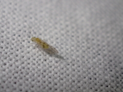 Trichopsocus