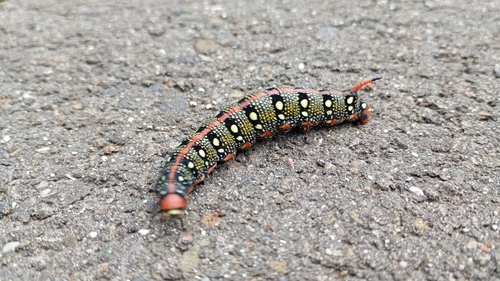 Leafy Spurge Hawkmoth