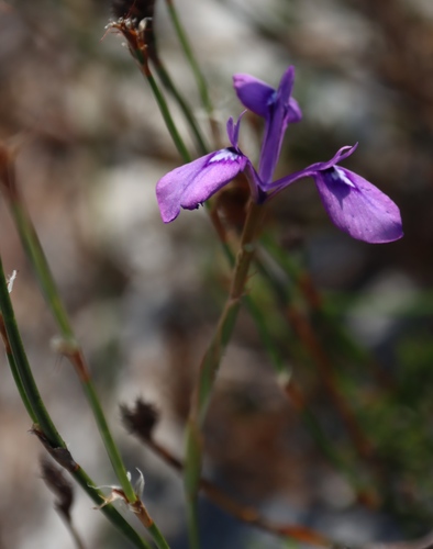 Moraea tripetala