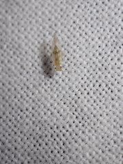 Trichopsocus