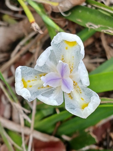 Common Wild Iris