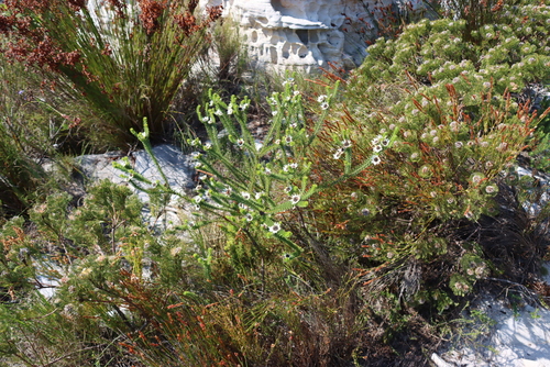 Serruria villosa, photograph 1