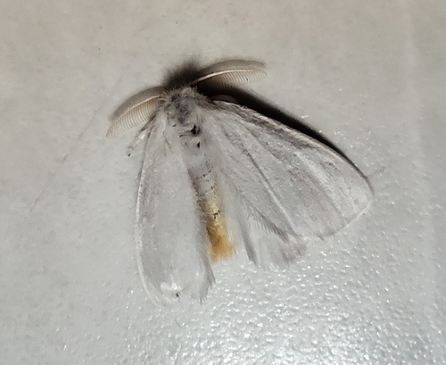 Swan Moth
