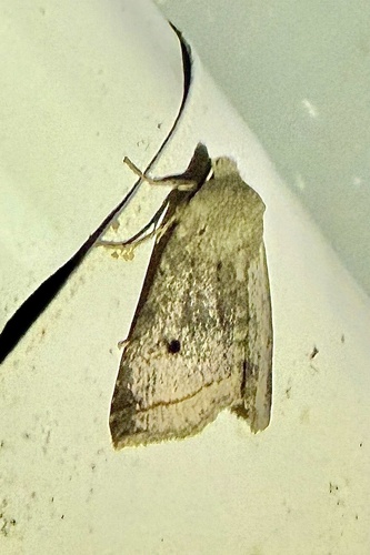 Red-line Quaker
