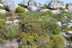 Serruria villosa