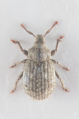 Trachyphloeus scabriculus