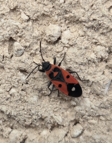 Melanocoryphus albomaculatus
