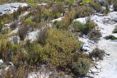 Diastella divaricata