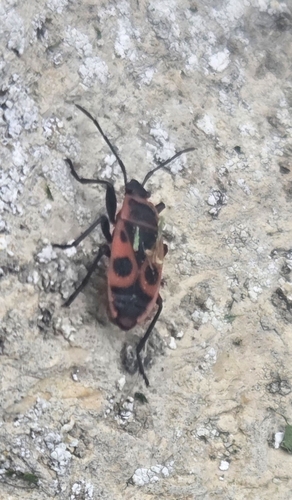 European Firebug