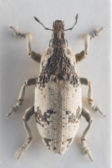 Bothynoderes affinis