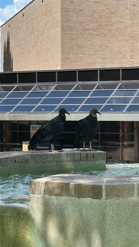 Black Vulture