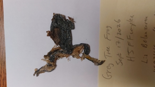 Gray Treefrog