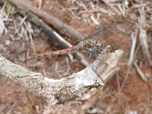 Island Darter