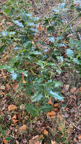 European holly