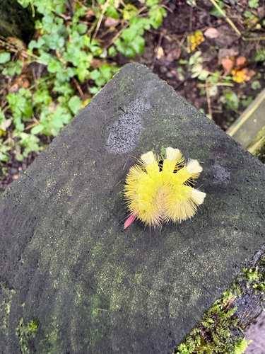 Pale Tussock Moth