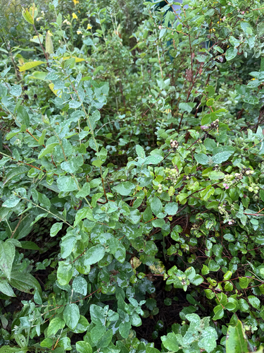 Common Snowberry