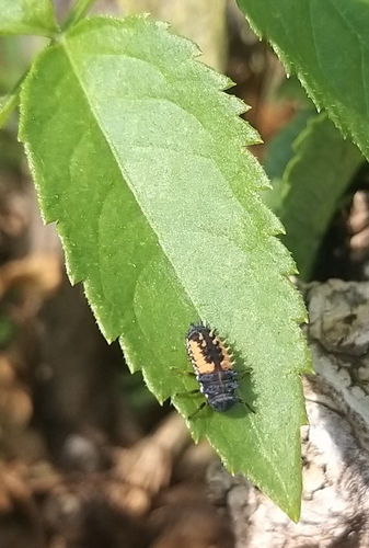 Asian Lady Beetle