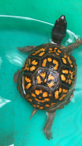 Eastern Box Turtle