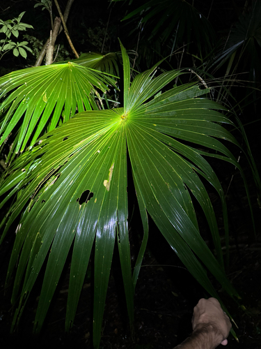 Coccothrinax barbadensis