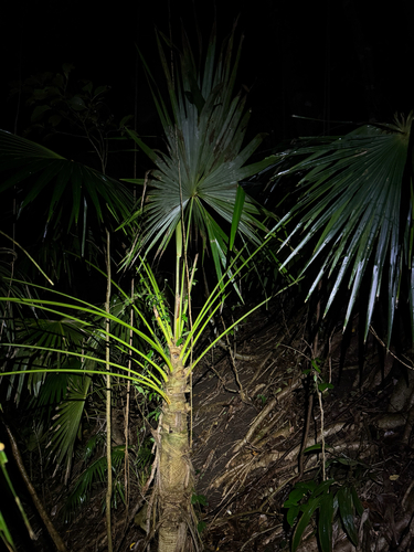 Coccothrinax barbadensis, photograph 2
