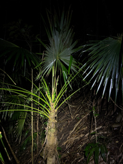 Coccothrinax barbadensis, photograph (c) Matteo Bellucci, some rights reserved (CC BY)