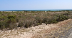 Thamnochortus spicigerus