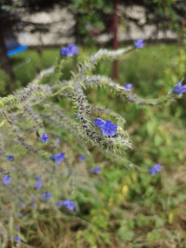 viper's-bugloss