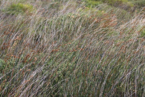 Thamnochortus spicigerus, photograph 1