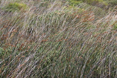 Thamnochortus spicigerus, photograph (c) Tony Rebelo, some rights reserved (CC BY-SA)