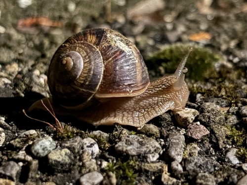 Turkish Snail