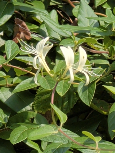 Japanese honeysuckle