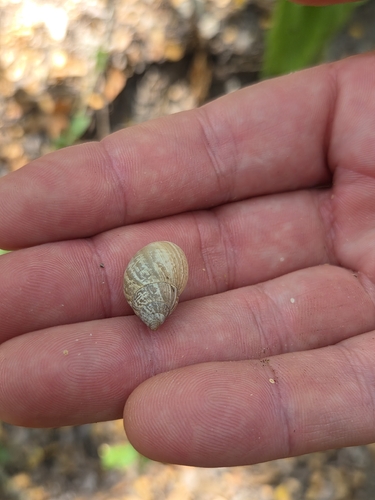 Whitewashed Rabdotus