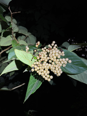 Cordia sulcata