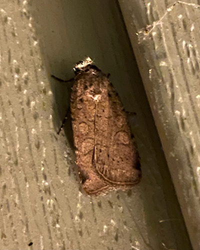 Brown-collared Dart