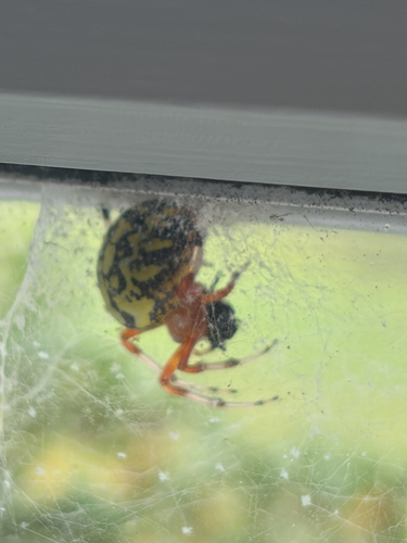 Marbled Orbweaver