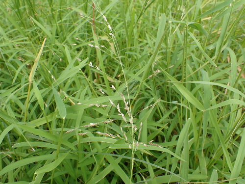 rice cutgrass