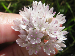 Allium amplectens