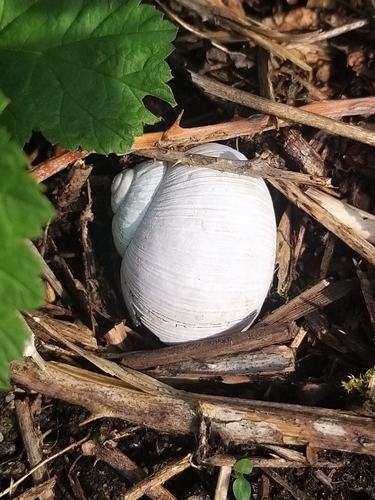 Roman Snail