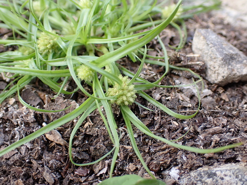 Cyperus michelianus