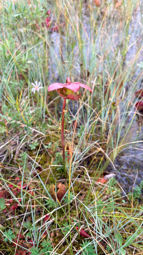 purple pitcher plant