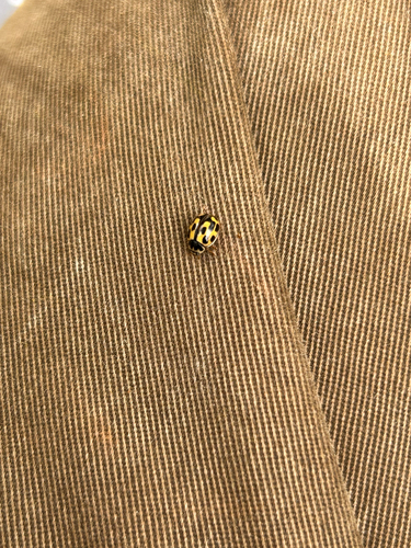 Fourteen-spotted Lady Beetle