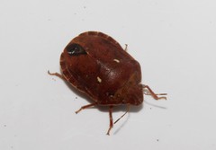 Eurygaster integriceps