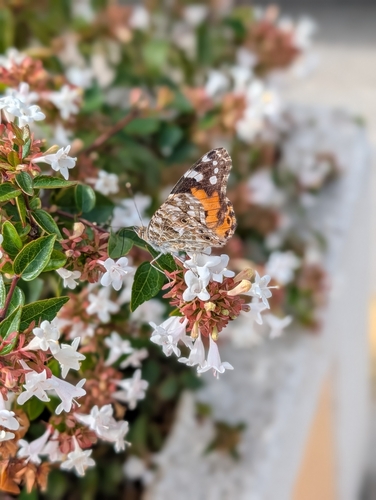 Painted Lady