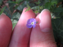 Veronica umbrosa